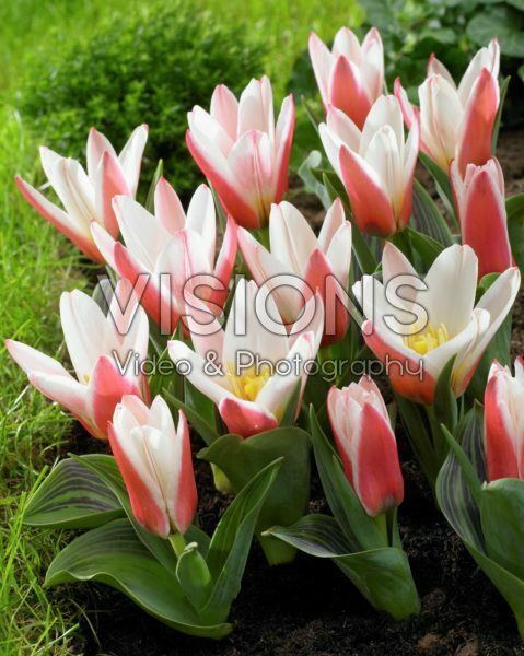 Тюльпан гибрид кауфмана Хартс Дилайт